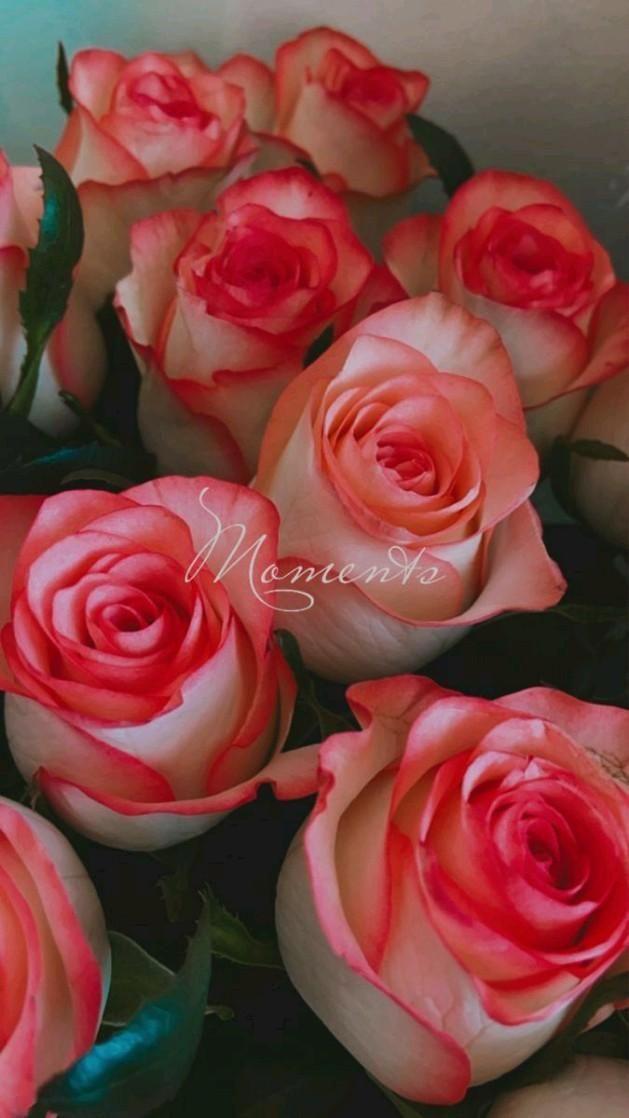 Whispers of Dawn: Serene Pastel Posy
